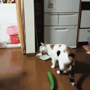 猫咪一生中，最害怕什么东西？看完你就懂了