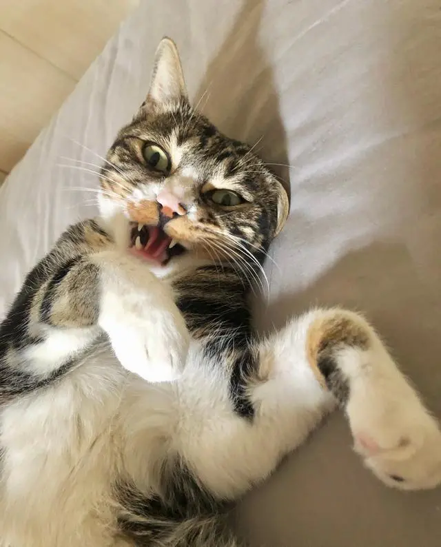 养猫的过程中，最受不了的地方有哪些呢？