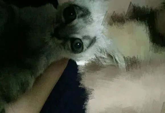 网友路遇一只被泰迪欺负的小猫，抱回家洗干净后才发现它长相如此奇特！