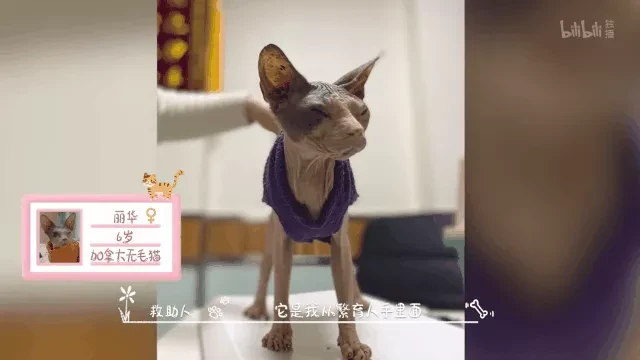 被压榨的后院猫的一生