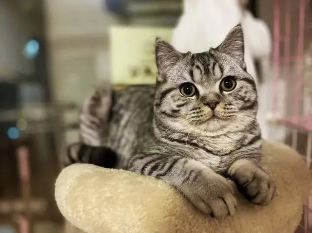为了给猫咪办年货，我花了半个月工资