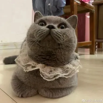猫猫，你的脖子呢？猫：要你管，要你管～
