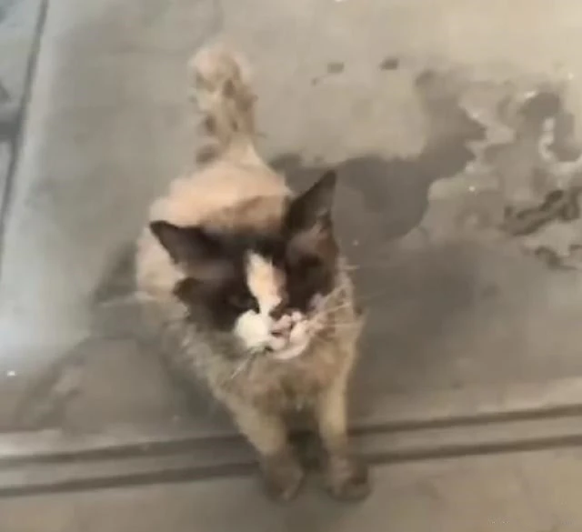 流浪布偶猫颤颤巍巍，爬到一对情侣的门口：可以帮我一下吗？