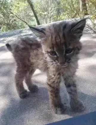 门口突然来了4只花纹极少见的奇怪猫猫，而出现的原因真有些不忍！