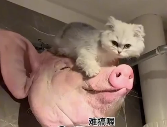 笑不活了！河北一妈妈准备腌制的猪头，没想到半夜被猫咪捷足先登