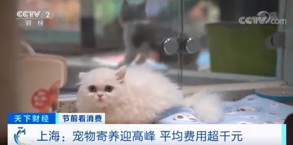 上海：宠物寄养迎高峰 平均费用超千元
