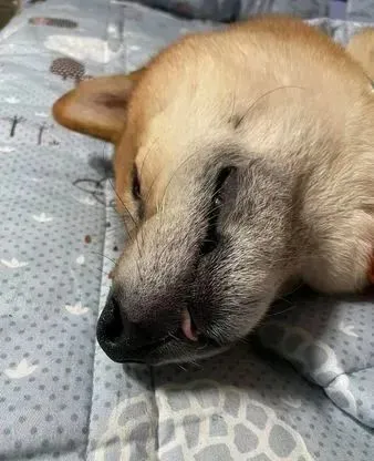 柴柴清晨4点狂扒床吵着要散步，等妈出门上班，翻肚睡香甜