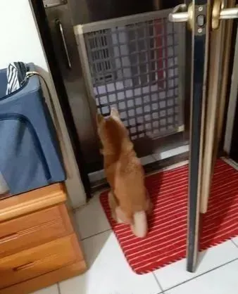 奴才外出托友照料不到1小时，“独眼柴犬守门口”揪心背影惹哭千人