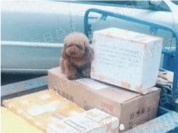 主人去送货，泰迪原地看守货物，箱子上的字条太暖了！