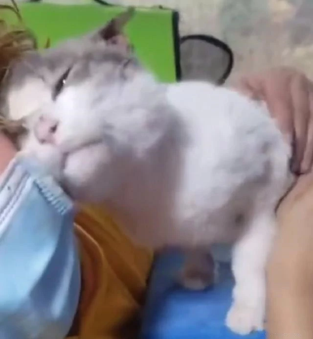 墙角里缩着一只流浪猫，凑近看后觉得很难受：这应该很疼吧？