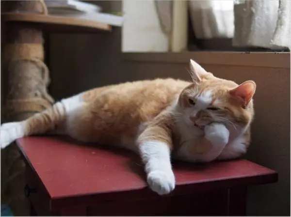 过年要回老家，那养的宠物猫该怎么处理？