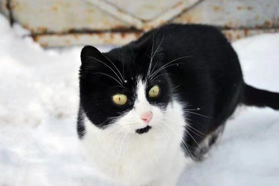 “踏雪寻梅”“尺玉霄飞练”……古人给猫咪取名字也太风雅了！