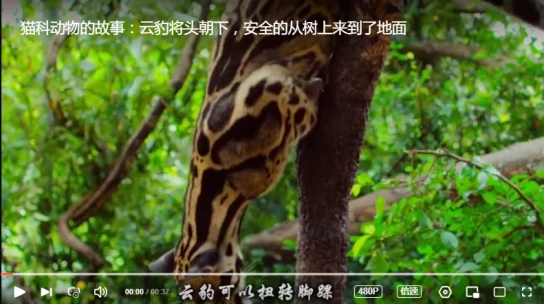 影视剧中的虎都是什么虎？跳跳虎骗了我20年
