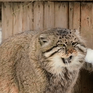猫咪回村前VS回村后，心疼又好笑哈哈哈哈哈哈哈