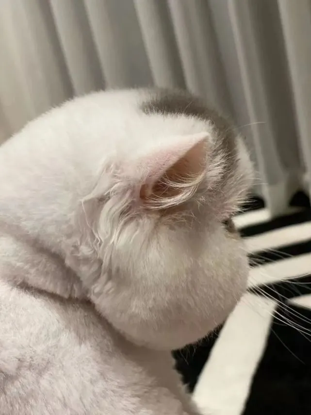 有同款猫脸吗？苹果肌快爆掉那种