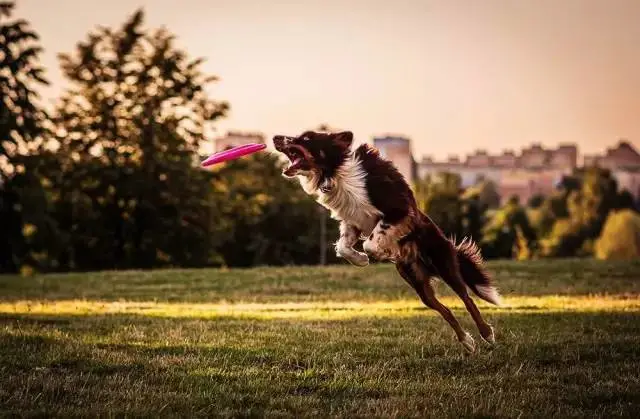 边牧专栏丨边境牧羊犬的个性与训练