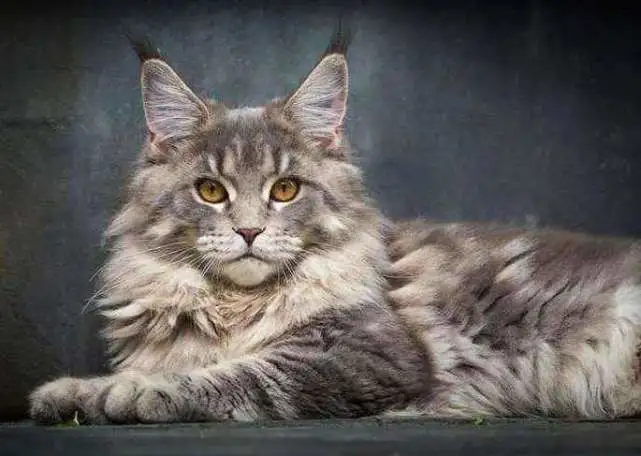 哪些猫的忠诚度比较高？你家猫上榜了吗？