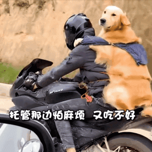 男子带狗骑摩托车300多公里回家过年，当事人：留给托管怕​吃得​不好