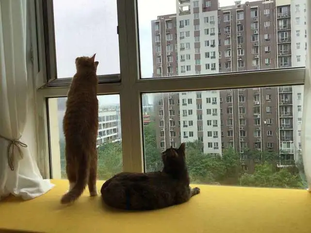 “过年回家，把猫咪独自留在出租屋7天，我后悔了”