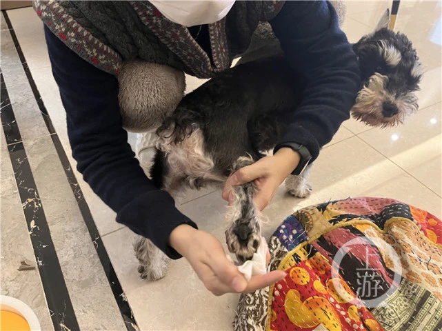 专人陪玩、视频监控、提供陪护报告……上门“喂猫”兴起你埋单吗？