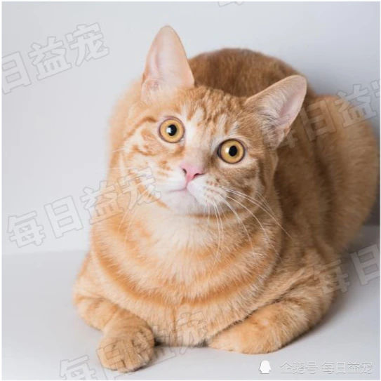 你对橘猫了解多少？除了十橘九胖，这6大趣味知识很少有人知道