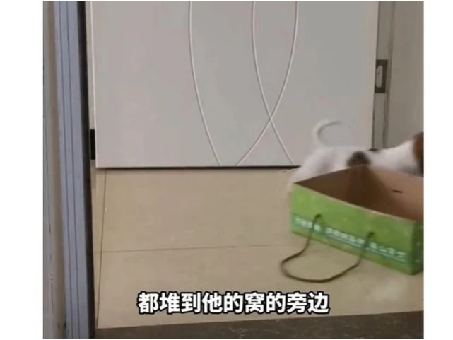 河南一女士上厕所时遭小狗“偷东西” 网友：这狗是来进货的？