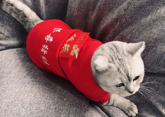 3个“熊孩子”来家里拜年，把猫咪吓到“尿失禁”