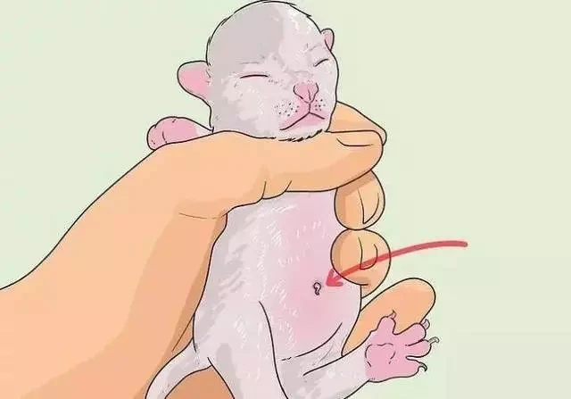 判断小猫年龄的5种技巧～