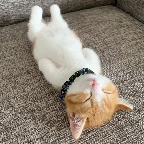 猫咪在家这样睡，说明你是它的“真爱”