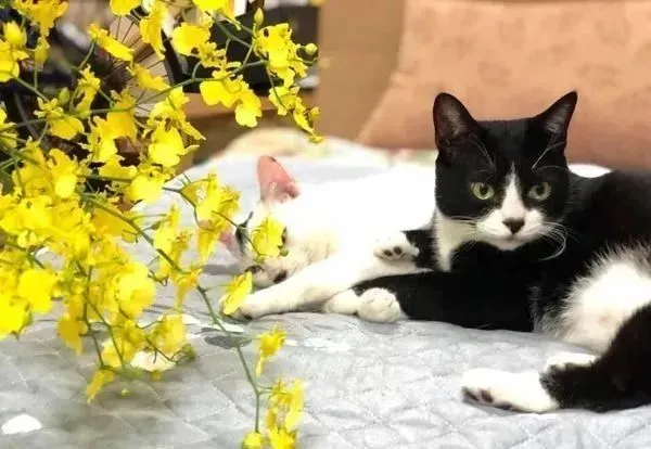 饭呢？紧身黑衣猫馈墙歪坐堵妈，“半路讨饭”超杀眼神网吓呆