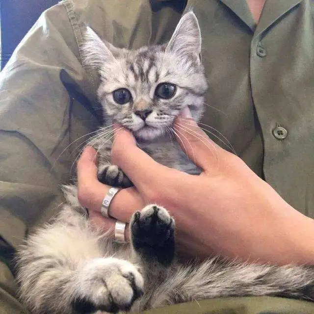 你养的猫咪能感受到你的情绪吗？