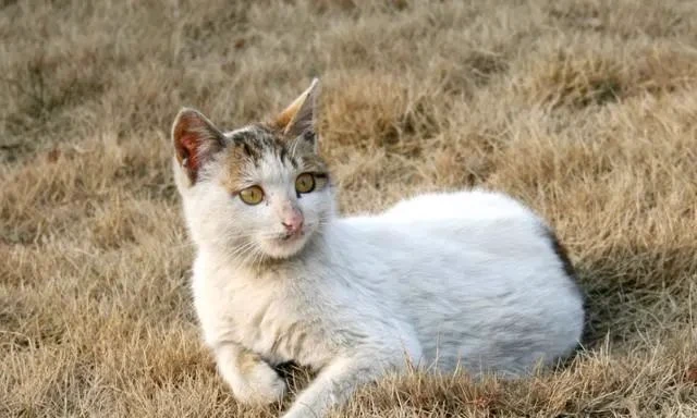 会踩奶的猫咪才是不幸的，猫咪踩奶的意思，宠物主一定要知道