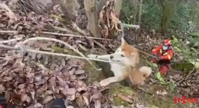 男子为救宠物犬双双被困悬崖 消防索降救援……