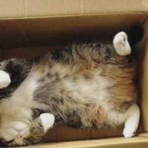 猫咪不喜欢睡在猫窝里，其实是铲屎官做错了