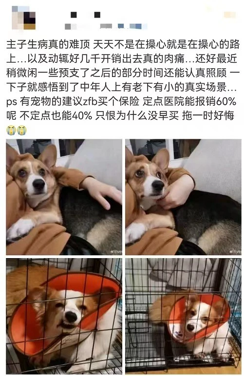 “它经济”下的“宠物险”