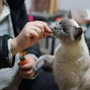 “不想养猫后，我故意打开了家门”