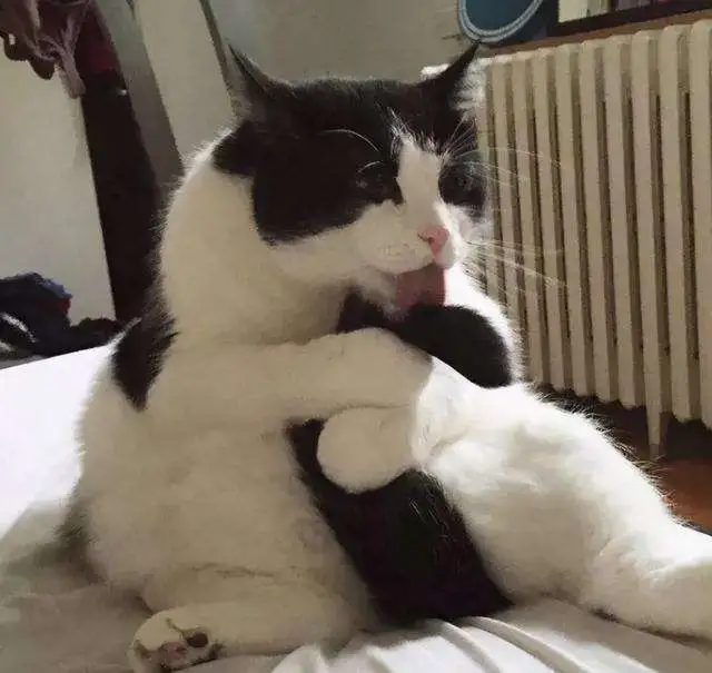 养了一只“有洁癖”的猫，是什么体验？