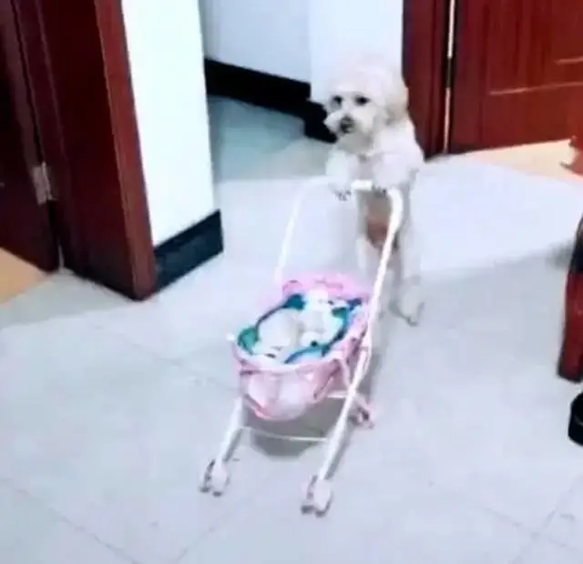 泰迪推着婴儿车，主人进门往里看了一眼，顿时被这操作折服了