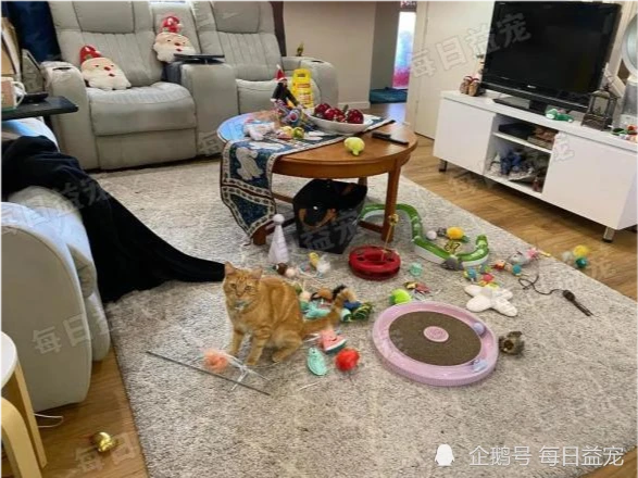 橘猫每天外出偷玩具，送给喜欢的人类，不遭人嫌反而成为团宠