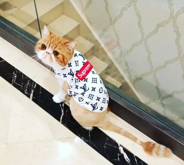 猫咪在哪些情况下，最容易“离家出走”呢？