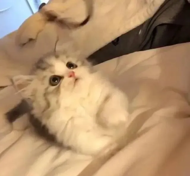 小奶猫拒绝睡觉，主人邪魅一笑，山人自有妙计，猫：承受不住