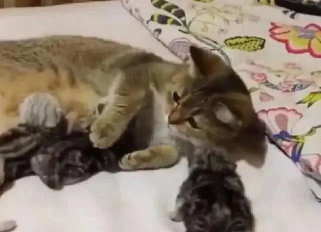 猫妈喂奶时发现少了只小猫，主人帮忙找回，它的反应令人暖心
