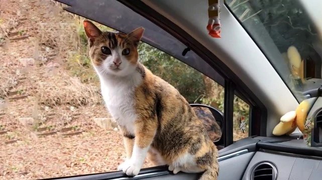 开车外出喂了趟流浪猫，转头车里竟多了只猫，找上门碰瓷来了？