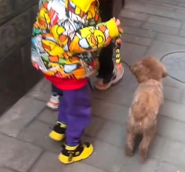 河北男孩拜年后准备回家，被狗狗热情抱腿挽留！裤子都差点扯掉了