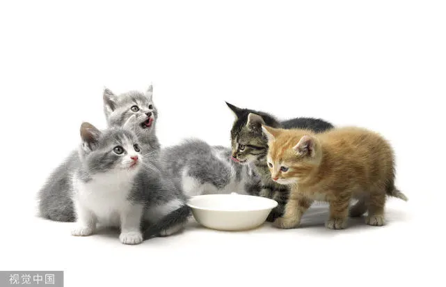 不要频繁给猫咪洗澡，这些不正当操作你都知道吗？
