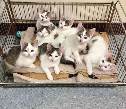 2猫妈带8宝宝入住收容所，每天“牵着尾巴”脸贴小窗：想一起回家