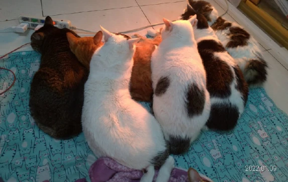 聚众烤火，橘猫成了最大赢家