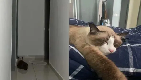 灵猫房门激动哭叫，儿被吵醒惊见妈昏倒，她获救感动：来报恩的