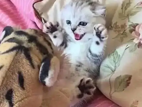 主人拿出小老虎吓唬小奶猫，猫咪的举动把人萌翻，“我很凶的哦”