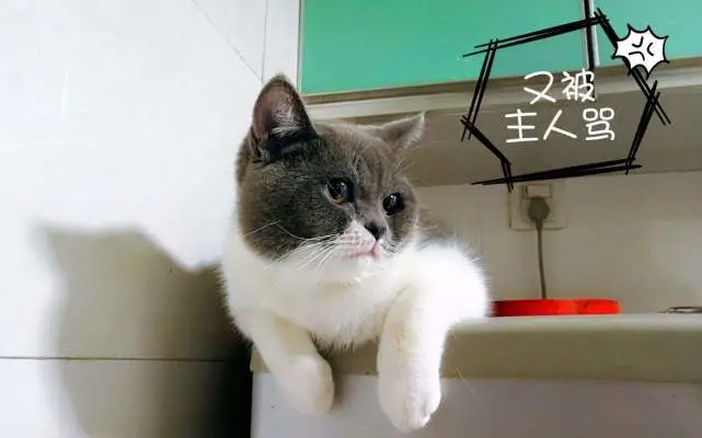“猫咪真的能被主人给打服吗”？